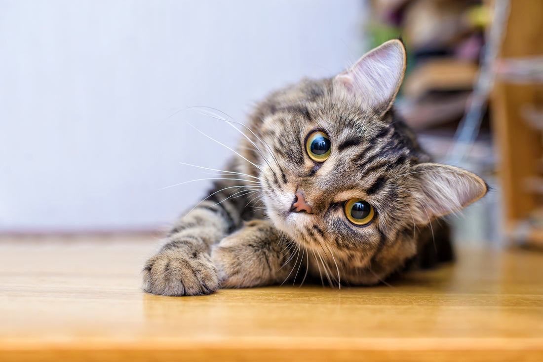 Why Do Cats Behave the Way They Do?